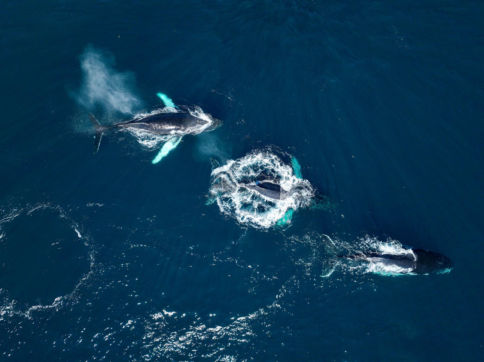 Humpback whales seen from above in Samaná Bay